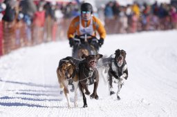 Lenk 2013